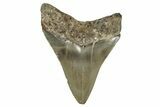 Serrated, Fossil Megalodon Tooth - North Carolina #355863-1